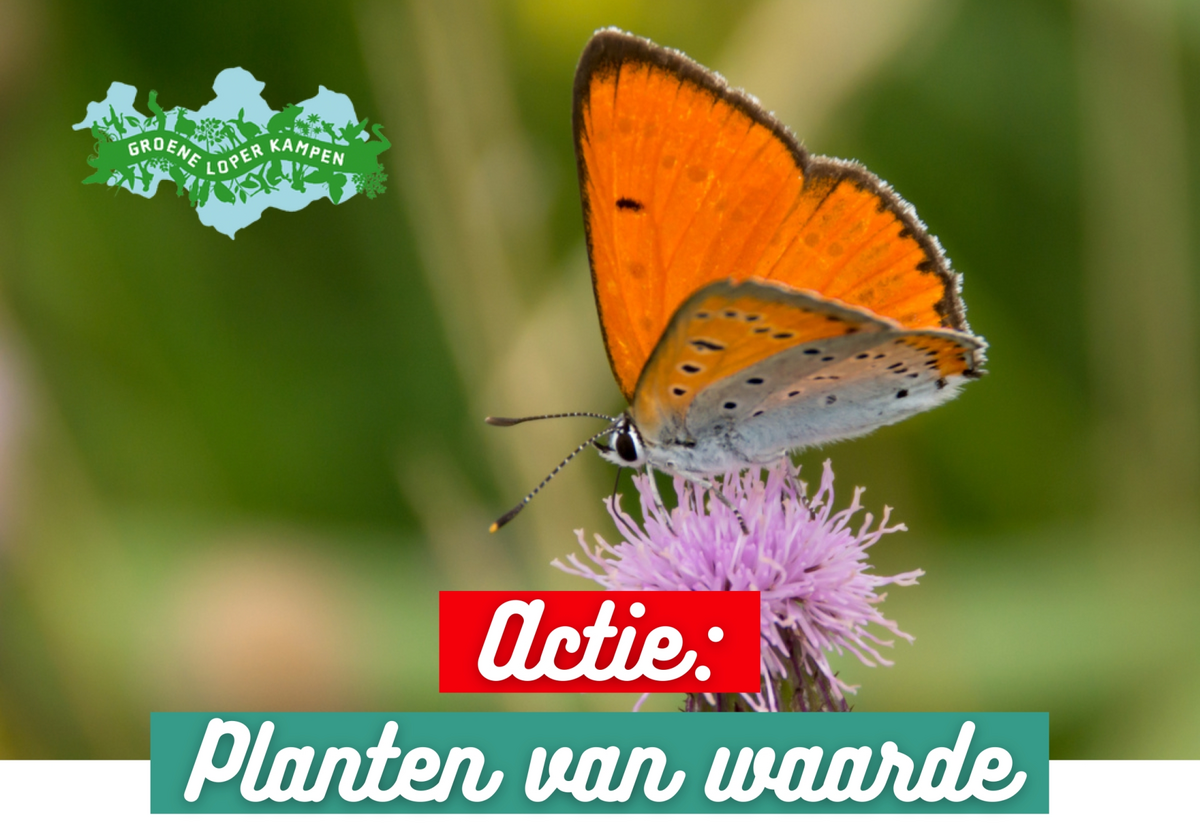 Planten van Waarde (2)