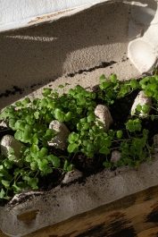 Kweek je eigen eetbare plantje!